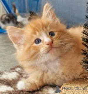 Photo №1. norwegian forest cat - for sale in the city of Helsinki | 599$ | Announcement № 166323