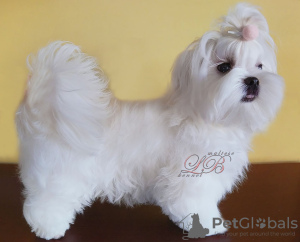 Photo №2 to announcement № 54822 for the sale of maltese dog - buy in Ukraine from nursery