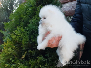 Additional photos: pomeranian