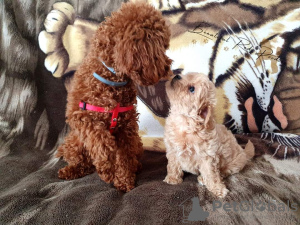 Photo №2 to announcement № 58791 for the sale of poodle (toy) - buy in Greece private announcement