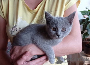 Additional photos: The British Shorthair Kittens