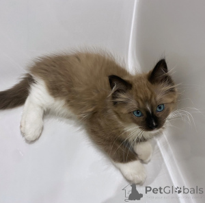 Photo №2 to announcement № 176448 for the sale of ragdoll - buy in Netherlands breeder