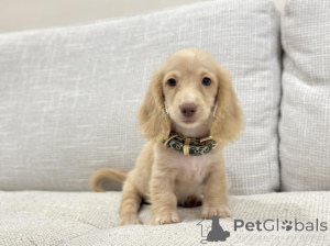 Photo №3. Charming Mini Dachshunds Perfect Companions for Every Home. Germany