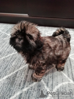 Photo №3. Purebred Shih Tzu puppies.. Latvia