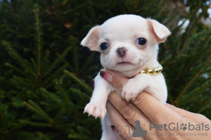 Photo №4. I will sell chihuahua in the city of St. Petersburg. breeder - price - 473$