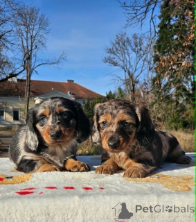Photo №1. dachshund - for sale in the city of Bachka-Palanka | negotiated | Announcement № 161459