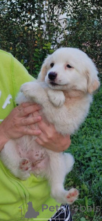 Photo №1. berger blanc suisse - for sale in the city of Minsk | 15$ | Announcement № 146134