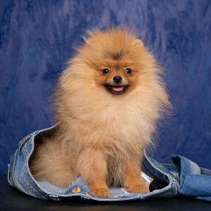 Photo №1. pomeranian - for sale in the city of Cherepovets | 338$ | Announcement № 1965