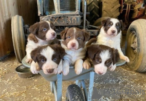 Photo №1. border collie - for sale in the city of Wolfsburg | Is free | Announcement № 130062