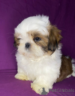 Photo №1. shih tzu - for sale in the city of Minsk | 415$ | Announcement № 89548