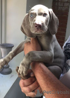 Photo №1. weimaraner - for sale in the city of Hadsten | negotiated | Announcement № 170520