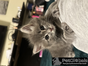 Photo №2 to announcement № 134078 for the sale of domestic cat - buy in United States private announcement