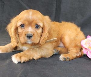 Photo №1. cavalier king charles spaniel - for sale in the city of Aqua | 495$ | Announcement № 172223