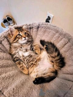 Photo №1. maine coon - for sale in the city of Munich | 565$ | Announcement № 150763