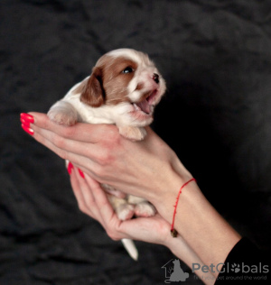 Photo №2 to announcement № 16049 for the sale of cavalier king charles spaniel - buy in Russian Federation breeder