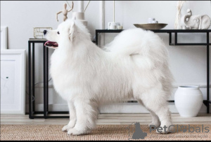 Photo №2 to announcement № 22746 for the sale of samoyed dog - buy in Belarus private announcement