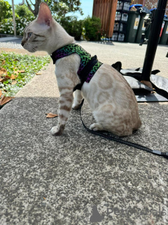 Photo №3. Playful Bengal Kittens with Shiny Coats. Switzerland
