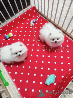 Photo №1. pomeranian - for sale in the city of Tbilisi | negotiated | Announcement № 178808