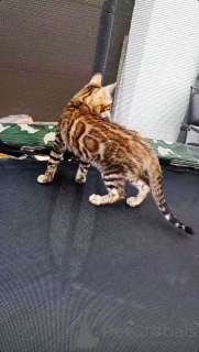 Photo №4. I will sell bengal cat in the city of Warsaw. private announcement, from nursery, breeder - price - negotiated