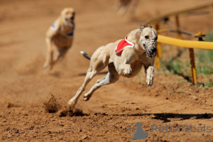 Photo №3. Polish Greyhounds puppies. United Kingdom