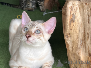 Photo №1. bengal cat - for sale in the city of Berlin | Is free | Announcement № 174201