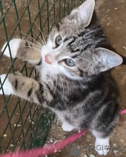 Photo №3. 739 Kocięta rasy American Shorthair dostępne na sprzedaż.. Poland