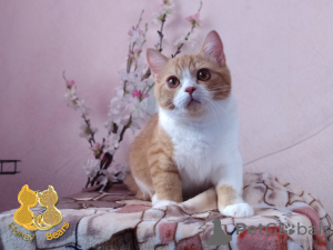 Photo №1. british shorthair - for sale in the city of Nizhny Novgorod | Is free | Announcement № 7547