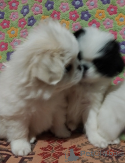 Photo №2 to announcement № 32217 for the sale of japanese chin - buy in Belarus private announcement