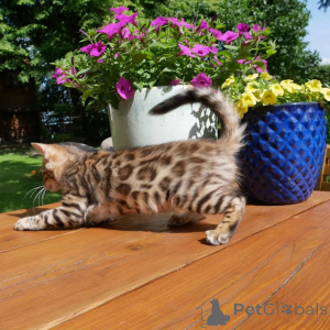 Photo №4. I will sell bengal cat in the city of Bayroit. breeder - price - negotiated