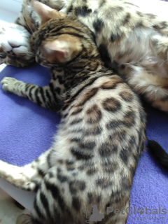 Photo №2 to announcement № 7593 for the sale of bengal cat - buy in Russian Federation from nursery, breeder