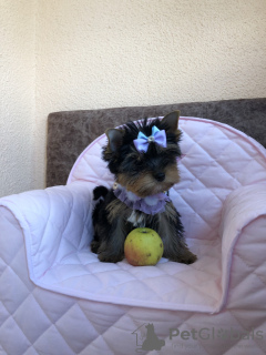 Photo №4. I will sell yorkshire terrier in the city of Grodno. from nursery - price - 1774$