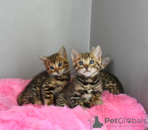 Photo №1. bengal cat - for sale in the city of Helsinki | negotiated | Announcement № 107535