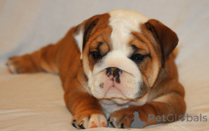 Photo №3. English Bulldog puppies for sale. Netherlands