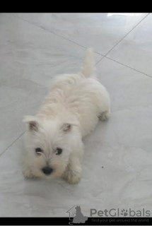 Photo №2 to announcement № 109990 for the sale of west highland white terrier - buy in Serbia breeder