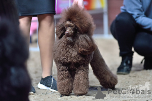 Photo №4. I will sell poodle (toy) in the city of Minsk. from nursery, breeder - price - 1057$