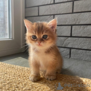 Photo №3. Scottish fold kittens for adoption. Australia