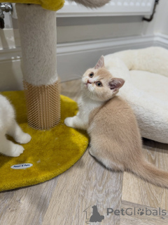 Photo №4. I will sell british shorthair in the city of Helmond. breeder - price - negotiated