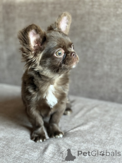 Photo №2 to announcement № 166399 for the sale of chihuahua - buy in Belarus breeder