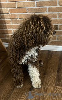 Additional photos: Lagotto Romagnolo puppies