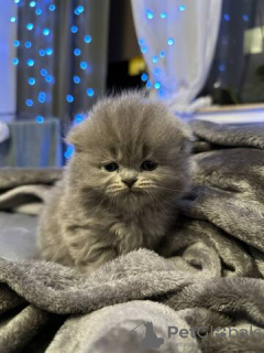 Photo №2 to announcement № 130158 for the sale of british shorthair - buy in Germany private announcement