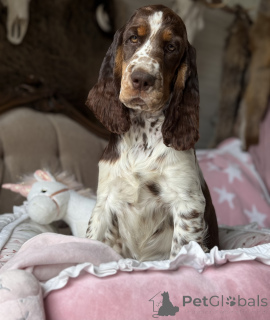 Photo №3. female dog Springer spaniel English. Poland