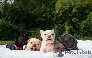 Photo №1. french bulldog - for sale in the city of Füssen | 361$ | Announcement № 154597