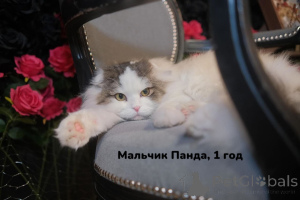 Photo №1. scottish fold - for sale in the city of Minsk | Is free | Announcement № 135142