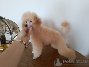 Additional photos: Toy poodle chlopchik with FCI documents