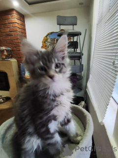 Photo №1. maine coon - for sale in the city of Aarbergen | Is free | Announcement № 145306