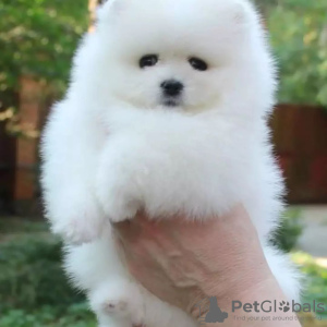 Photo №4. I will sell pomeranian in the city of Lübeck. private announcement - price - 280$