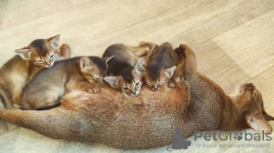 Photo №2 to announcement № 24335 for the sale of abyssinian cat - buy in Belarus breeder