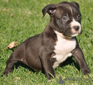 Photo №1. american pit bull terrier - for sale in the city of Marks Point | negotiated | Announcement № 66302