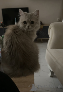 Photo №2 to announcement № 146201 for the sale of persian cat - buy in Georgia breeder