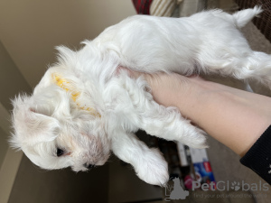 Photo №2 to announcement № 80856 for the sale of maltese dog - buy in United States private announcement